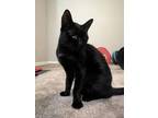 Adopt Sweety a All Black Domestic Longhair (long coat) cat in Queen Creek