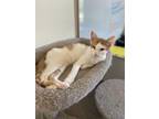 Adopt Gordon a Orange or Red Tabby Domestic Shorthair (short coat) cat in Queen