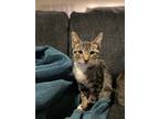 Adopt Jet a Brown Tabby Domestic Shorthair (short coat) cat in Queen Creek