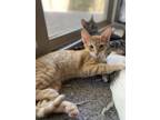 Adopt Bobby a Orange or Red Tabby Domestic Shorthair (short coat) cat in Queen