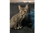 Adopt Guy a Gray, Blue or Silver Tabby Domestic Shorthair (short coat) cat in