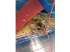 Adopt Snowcone a Silver or Gray Rat / Mixed small animal in Fallston