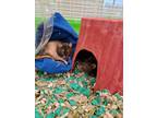 Adopt Froyo a Silver or Gray Rat / Mixed small animal in Fallston, MD (38998723)