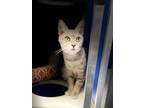 Adopt Cleo a Gray or Blue Domestic Shorthair / Domestic Shorthair / Mixed cat in