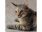 Adopt Minnow a Brown or Chocolate Domestic Shorthair / Domestic Shorthair /