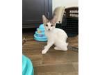 Adopt GZ a White Domestic Shorthair (short coat) cat in Queen Creek