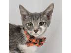 Adopt Carlos a Gray, Blue or Silver Tabby Domestic Shorthair (short coat) cat in