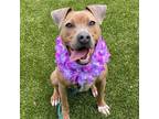 Adopt Helen a Tan/Yellow/Fawn Mixed Breed (Medium) / Mixed dog in Dubuque