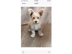 Adopt NOLA a White - with Tan, Yellow or Fawn Poodle (Miniature) / Corgi / Mixed