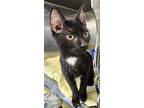 Adopt Sara a All Black Domestic Shorthair / Domestic Shorthair / Mixed cat in