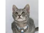 Adopt Bobbi a Gray, Blue or Silver Tabby Domestic Shorthair (short coat) cat in