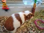 Adopt Wall-E a Brown or Chocolate Guinea Pig / Mixed small animal in Fallston