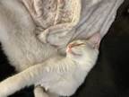 Adopt Dokada a White (Mostly) Domestic Longhair / Mixed (medium coat) cat in