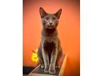 Adopt Gene Simmons a Gray or Blue Domestic Shorthair / Domestic Shorthair /