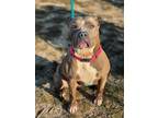 Adopt Payton a Brown/Chocolate American Staffordshire Terrier / Mixed dog in