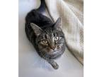 Adopt Raven a Brown or Chocolate Domestic Shorthair / Domestic Shorthair / Mixed