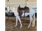 Adopt Phoenix a Tennessee Walking Horse / Mixed horse in Hohenwald