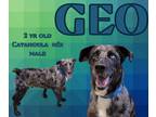 Adopt Geo a Gray/Blue/Silver/Salt & Pepper Catahoula Leopard Dog / Mixed dog in