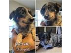 Adopt Moxie a Gray/Blue/Silver/Salt & Pepper Australian Shepherd / Australian