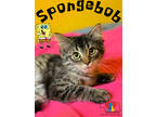 Adopt Spongebob a Brown or Chocolate Domestic Mediumhair / Domestic Shorthair /