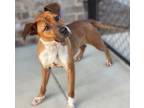 Adopt Haley a Boxer / Rhodesian Ridgeback / Mixed dog in Dalton, GA (38985912)