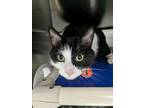 Adopt Donny a All Black Domestic Shorthair / Domestic Shorthair / Mixed cat in