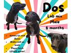 Adopt Dos a Black Labrador Retriever / Mixed dog in Franklinton, LA (38945980)
