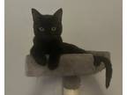 Adopt Buddy 2975 a All Black Domestic Shorthair / Mixed cat in Dallas