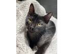 Adopt Kraken 8122 a All Black Domestic Shorthair / Mixed cat in Dallas