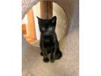 Adopt Beth Miller a All Black Domestic Shorthair (short coat) cat in Woodstock