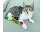 Adopt Luther Miller a Brown Tabby Domestic Shorthair (short coat) cat in