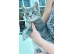 Adopt Dusty Miller a Gray or Blue Domestic Shorthair (short coat) cat in
