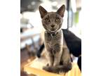 Adopt Earl Miller a Gray or Blue Domestic Shorthair (short coat) cat in