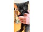 Adopt Linus Miller a All Black Domestic Shorthair (short coat) cat in Woodstock