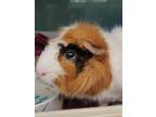 Adopt Boomerang a White Guinea Pig / Guinea Pig / Mixed (short coat) small