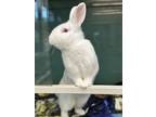 Adopt Baxter a White New Zealand / Mixed rabbit in Chesapeake, VA (39029031)