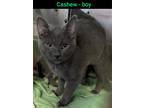 Adopt Cashew a Gray or Blue Domestic Shorthair / Domestic Shorthair / Mixed cat