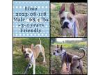 Adopt 2023-08-118 a Bull Terrier / Mixed dog in Winder, GA (39003186)