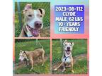Adopt 2023-08-112 a Labrador Retriever / Mixed dog in Winder, GA (38981582)
