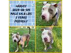 Adopt 2023-08-109 a American Pit Bull Terrier / Mixed dog in Winder