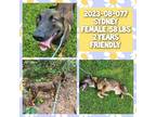 Adopt 2023-08-077 a German Shepherd Dog / Mixed dog in Winder, GA (38955629)