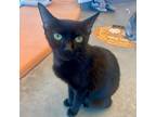Adopt Vivian a All Black Domestic Shorthair / Mixed cat in Bentonville