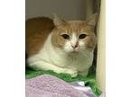 Adopt Jeremy a Orange or Red Domestic Shorthair / Domestic Shorthair / Mixed cat