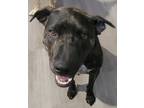 Adopt Angel a Brindle Catahoula Leopard Dog / Mixed dog in Brawley