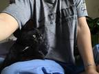 Adopt Bubba a Black (Mostly) American Shorthair / Mixed (short coat) cat in
