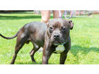 Adopt Cinnabon a Gray/Blue/Silver/Salt & Pepper Mixed Breed (Large) / Mixed dog