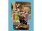 Adopt Bailey a Tan/Yellow/Fawn Labrador Retriever / Anatolian Shepherd / Mixed