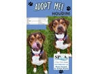 Adopt Houdini a Brown/Chocolate Hound (Unknown Type) / Coonhound / Mixed dog in