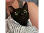 Adopt Candie a All Black Domestic Shorthair / Mixed cat in Los Angeles