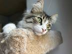 Adopt Storm a Brown Tabby Domestic Mediumhair (medium coat) cat in Toronto